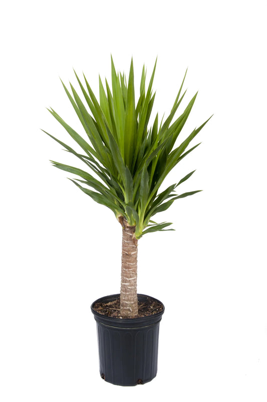 Costa Farms Live Indoor 24in. Tall Green Yucca Cane; Medium, Indirect Light Plant in 10in. Grower Pot