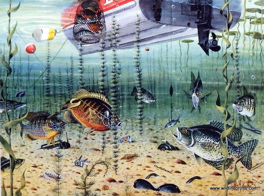 Les Kouba Panfishin Signed/Numbered Print 17.75 x 13.25