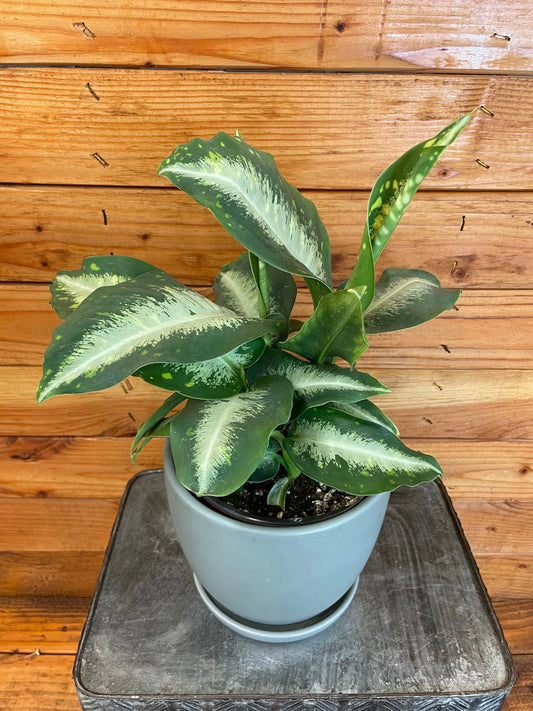 Dieffenbachia Panther, 6 Plant, The Plant Farm