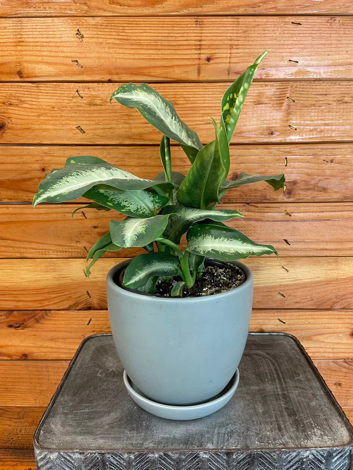 Dieffenbachia Panther, 6 Plant, The Plant Farm
