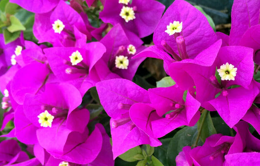 Well Rooted **ELIZABETH ANGUS** Bougainvillea starter/plug plant*SHIPS BARE ROOT