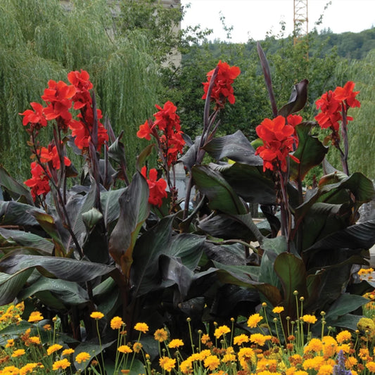 Van Zyverden Cannas Giant Black Knight Set of 6 Bulbs Purple Partial Sun Easy to Grow 3 lbs