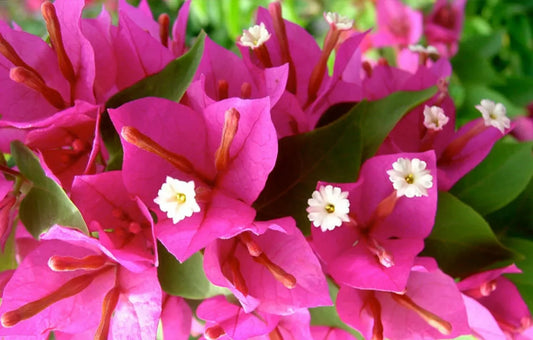 Well Rooted **PINK PIXIE** Live Bougainvillea starter/plug plant*