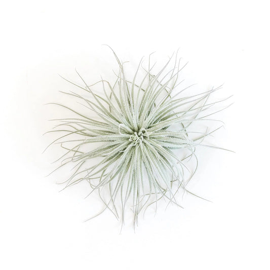 Jumbo Tectorum Ecuador Air Plant - Live Tillandsia Succulent House Plants- Easy Care Indoor and Outdoor Plants