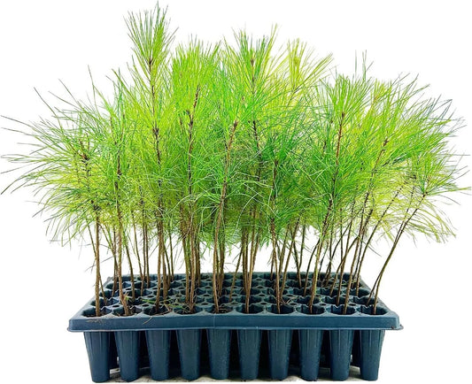 Slash Pine Tree  40 Live Plants  Pinus Elliottii  Fast Growing Stately Shade Tree