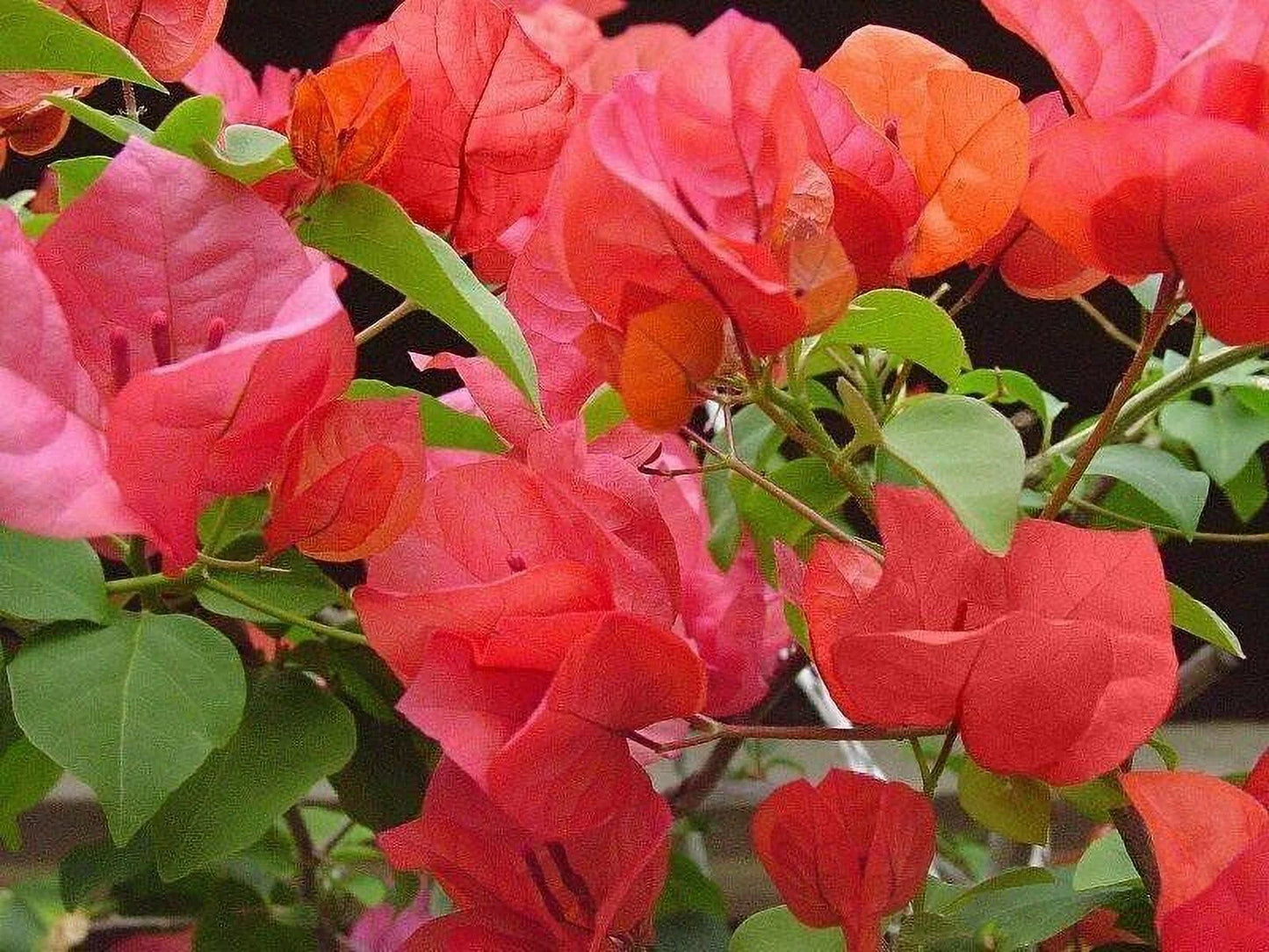Well Rooted **AFTERGLOW** Bougainvillea starter/plug plant*