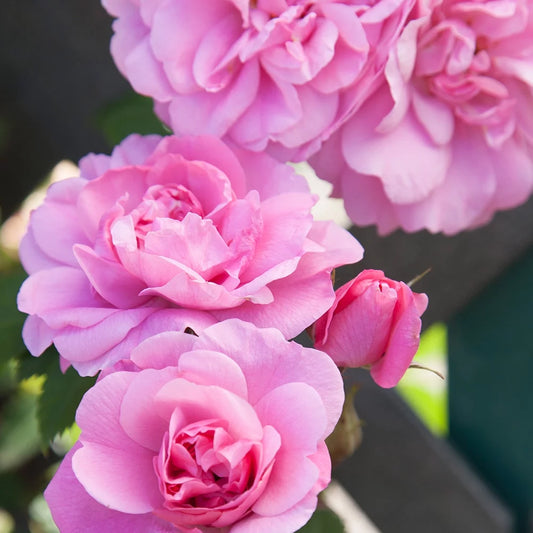 Own-Root One Gallon John Davis Hardy Rose by Heirloom Roses