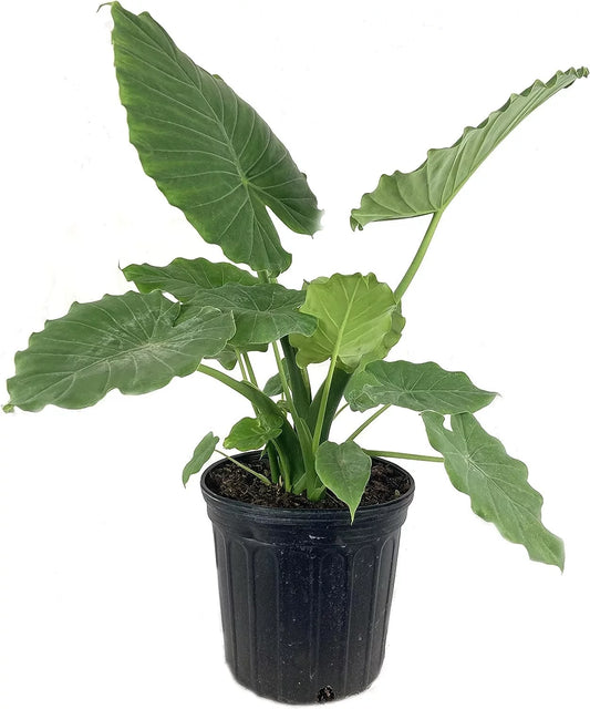 Elephant Ear Alocasia - Live Plant in a 10 Inch Pot - Alocasia 'Ordora' - Florist Quality Air Purifying Indoor Plant