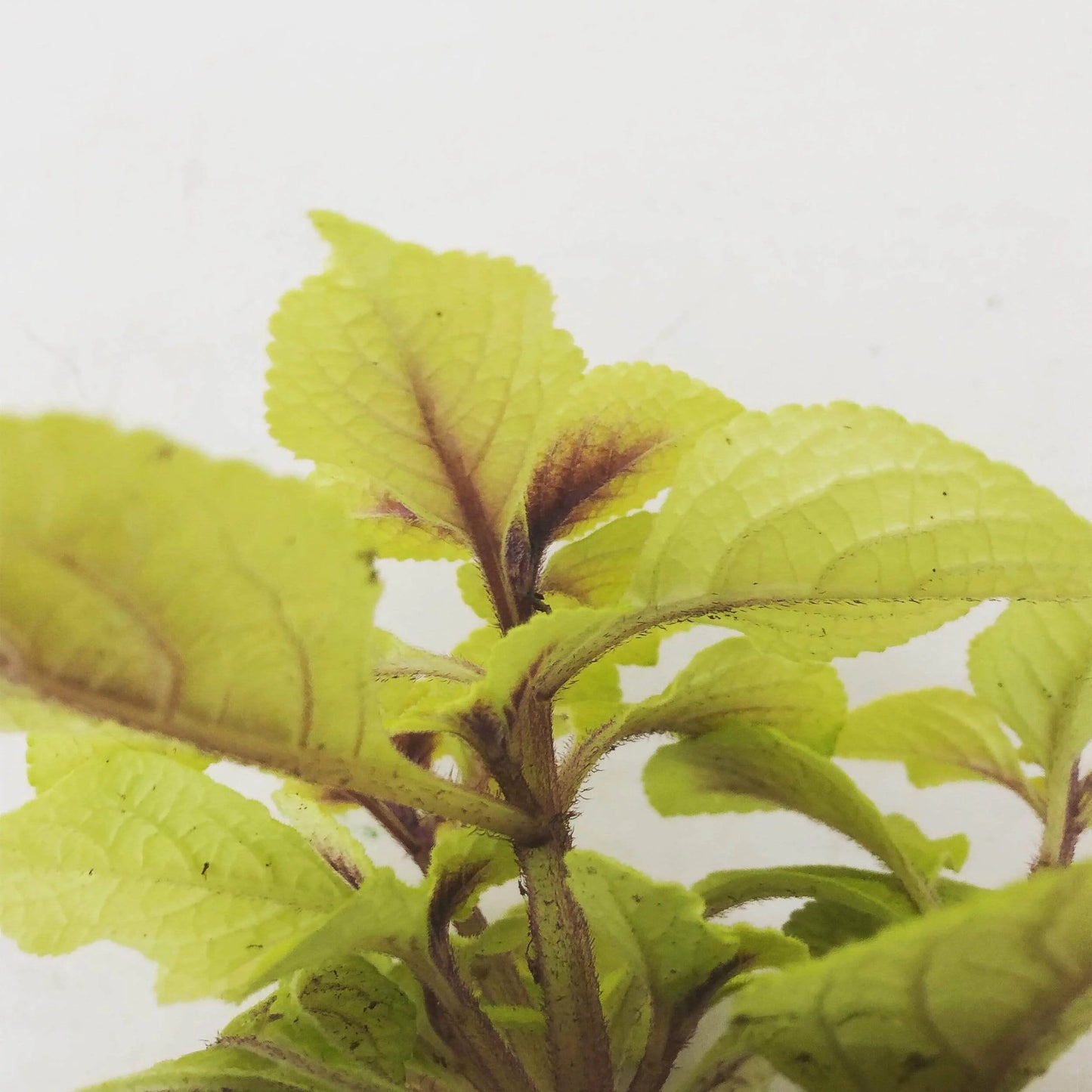 Plectranthus Lemon Lime, 6 Plant, The Plant Farm