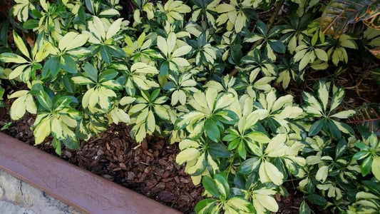 Arboricola Variegated Schefflera Trinette I 3 Live Plants I Vibrant Green & Yellow Foliage, Easy-Care Indoor/Outdoor Plant, Air-Purifying, Ideal for Home