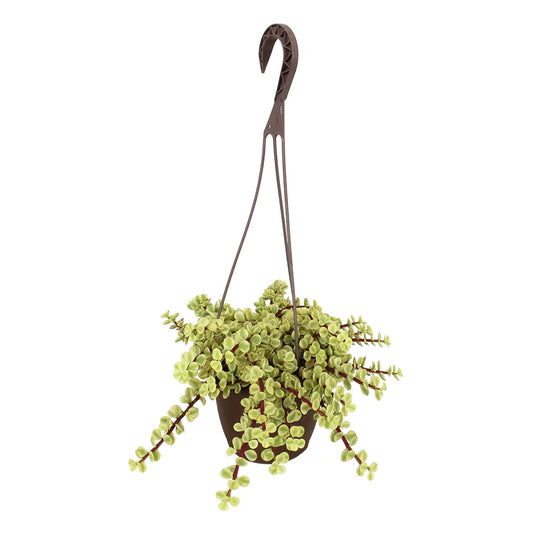 Element by Altman Plants 6 Portulacaria Afra Variegata Live Plant Hanging Basket