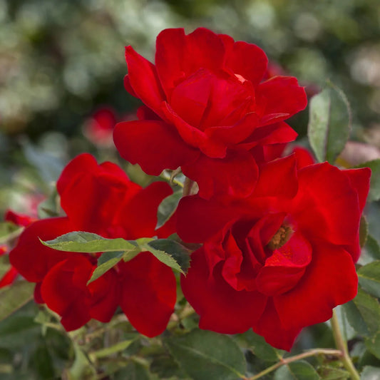 Bloomables Rose Brickhouse 2qt Stadium Pot, 1 Plant, Red, Full Sun, Perennial, Pollinator, 3lbs