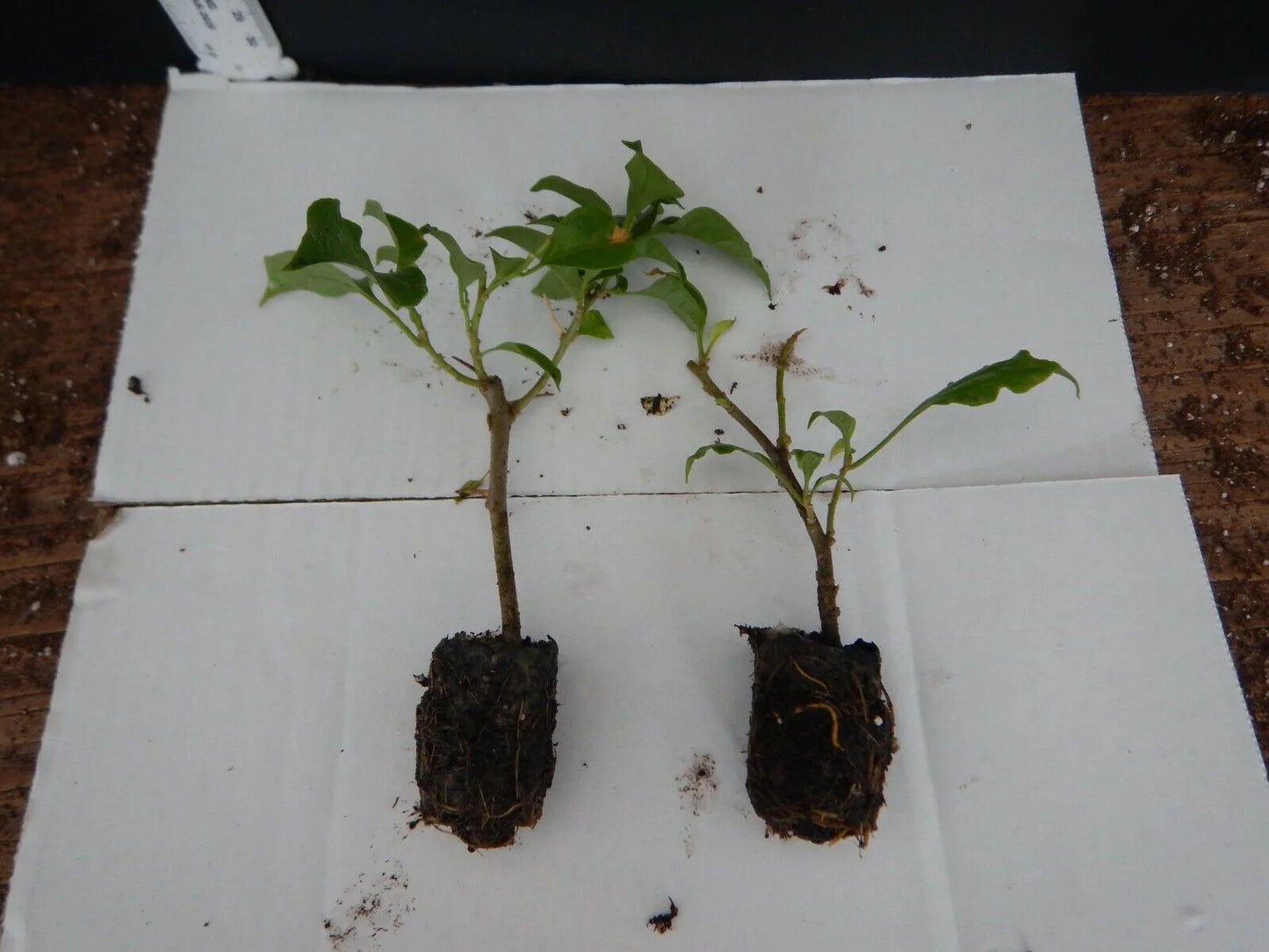 Well Rooted **HUGH EVANS* Bougainvillea starter/plug plant*
