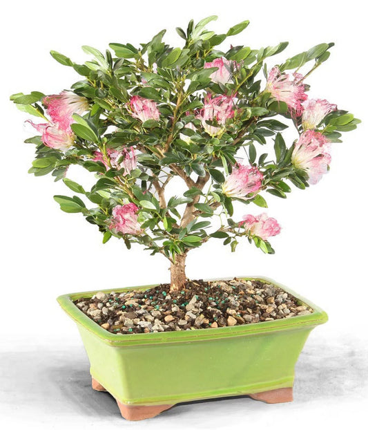 From You Flowers - Powder Puff Indoor Potted Bonsai (Fresh Plant)