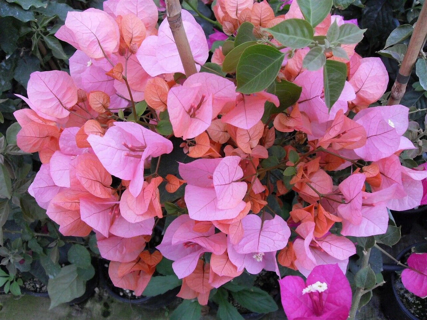 Well Rooted **HUGH EVANS* Bougainvillea starter/plug plant*