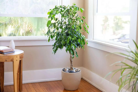 Ficus Tree Variety 3-Pack - 3 Live Starter Plants in 2 Inch Pots - Grower's Choice Various Varieties Stunning Easy Care Interior Houseplant