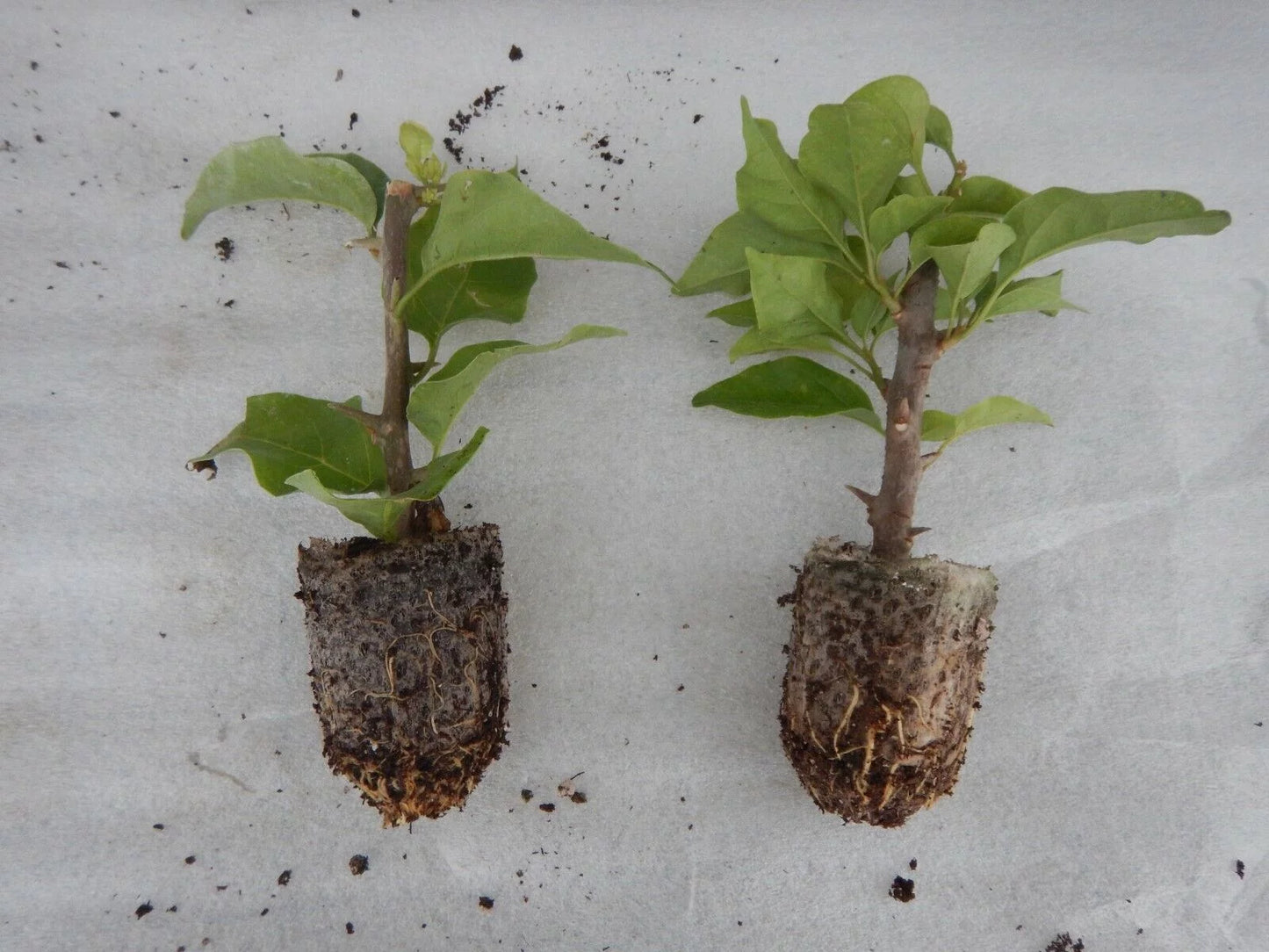 Well Rooted **AFTERGLOW** Bougainvillea starter/plug plant*