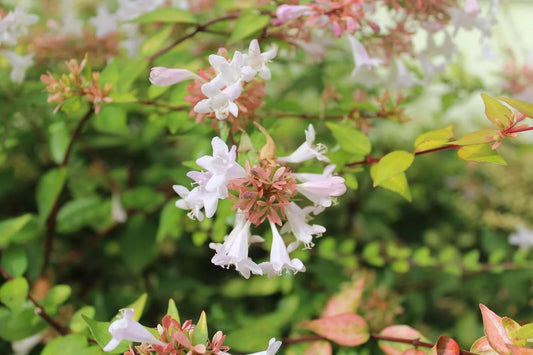 Abelia Francis Mason  1 Extra Large 3 Gallon Plant  Vibrant & Variegated Foliage, Drought-Tolerant, Low-Maintenance Shrub, Perfect for Landscaping, Borders & Ornamental Gardens