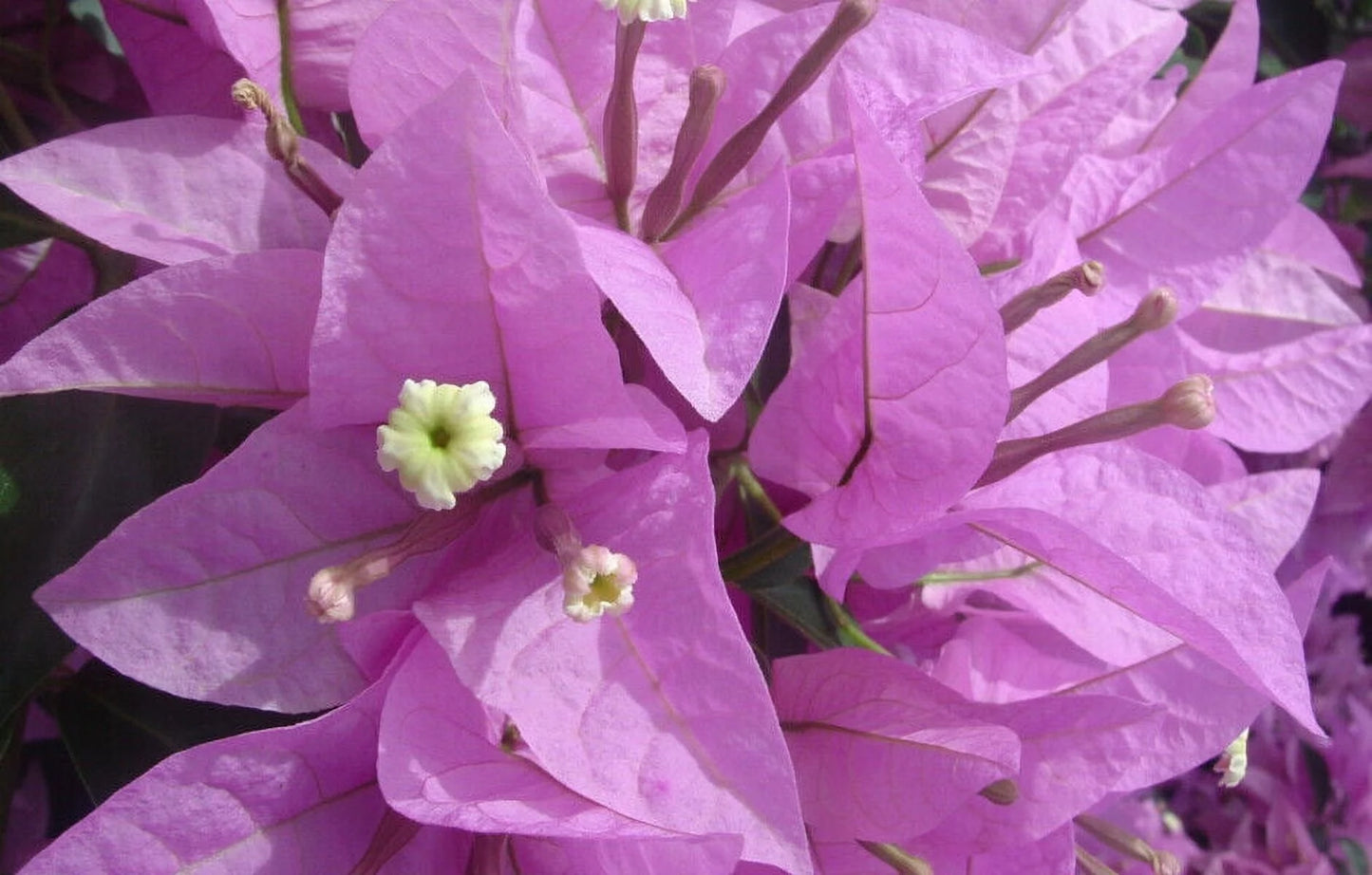 Well Rooted **SILHOUETTE** Live Bougainvillea starter/plug plant*