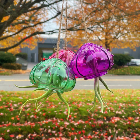 NW Wholesaler - Set of 3 Glass Jelly Fish with Tillandsia Air Plant Arrangement - 1 of Each Color - Hanging Plants - Air Purifying Plants