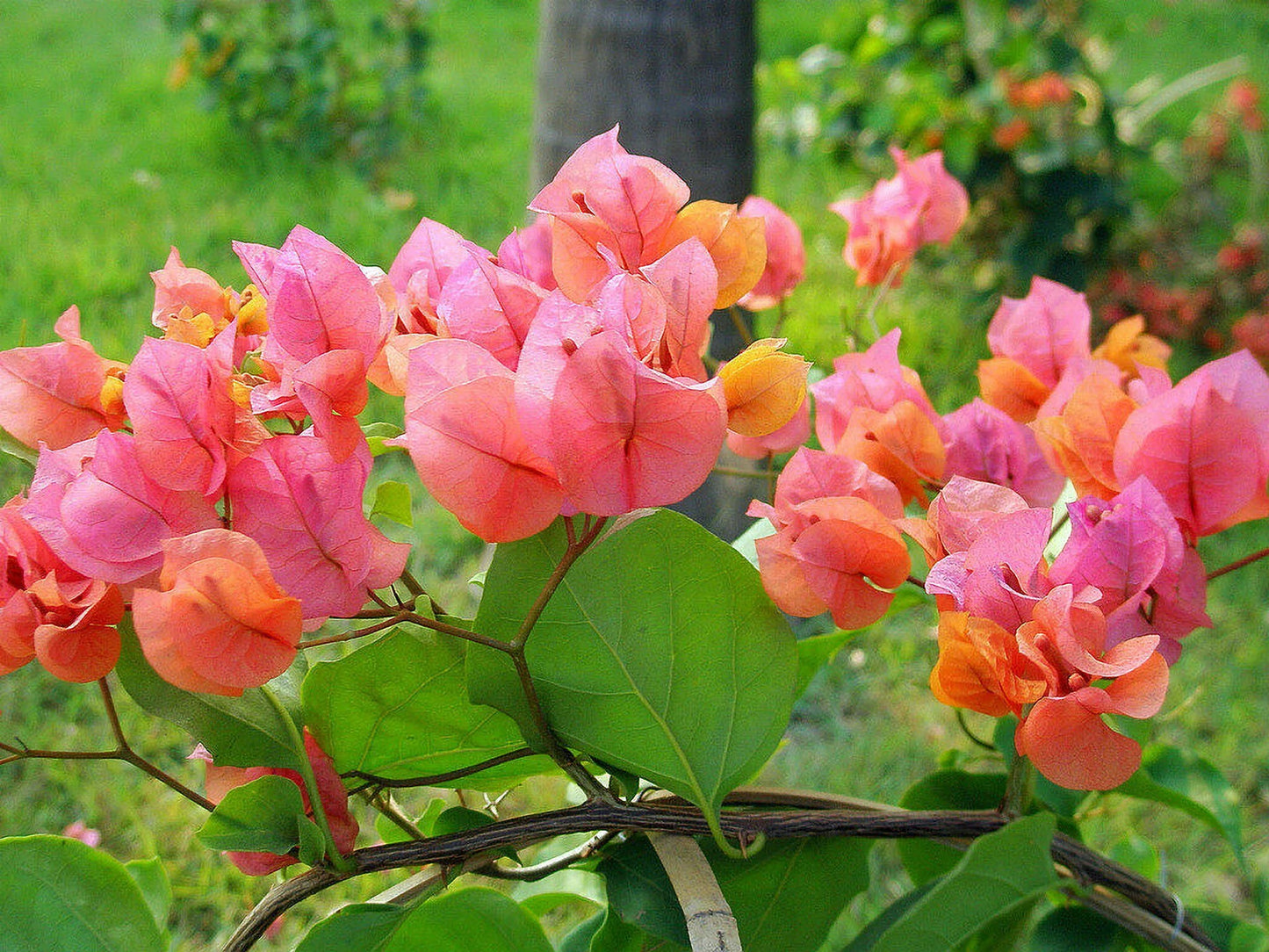 Well Rooted **AFTERGLOW** Bougainvillea starter/plug plant*