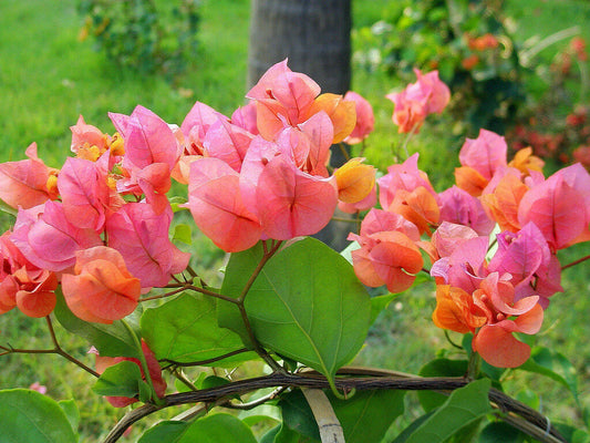 Well Rooted **AFTERGLOW** Bougainvillea starter/plug plant*