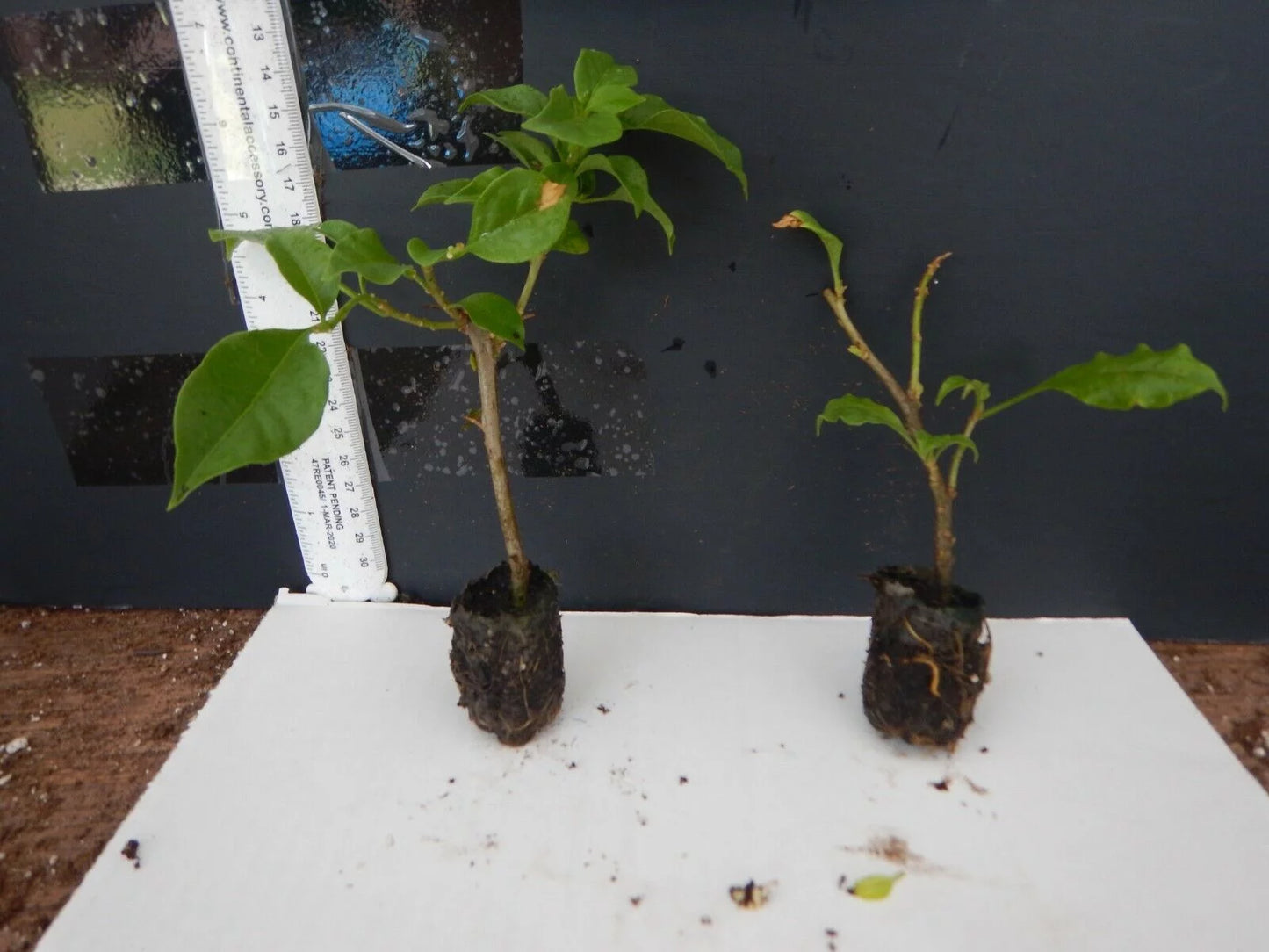 Well Rooted **HUGH EVANS* Bougainvillea starter/plug plant*