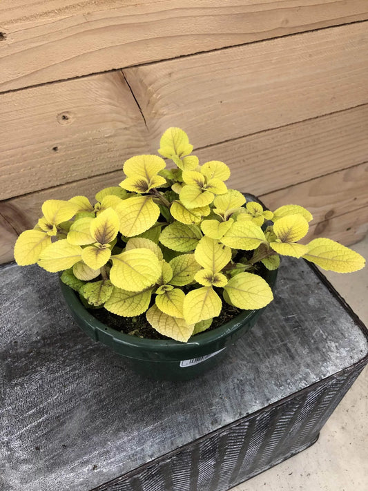 Plectranthus Lemon Lime, 6 Plant, The Plant Farm